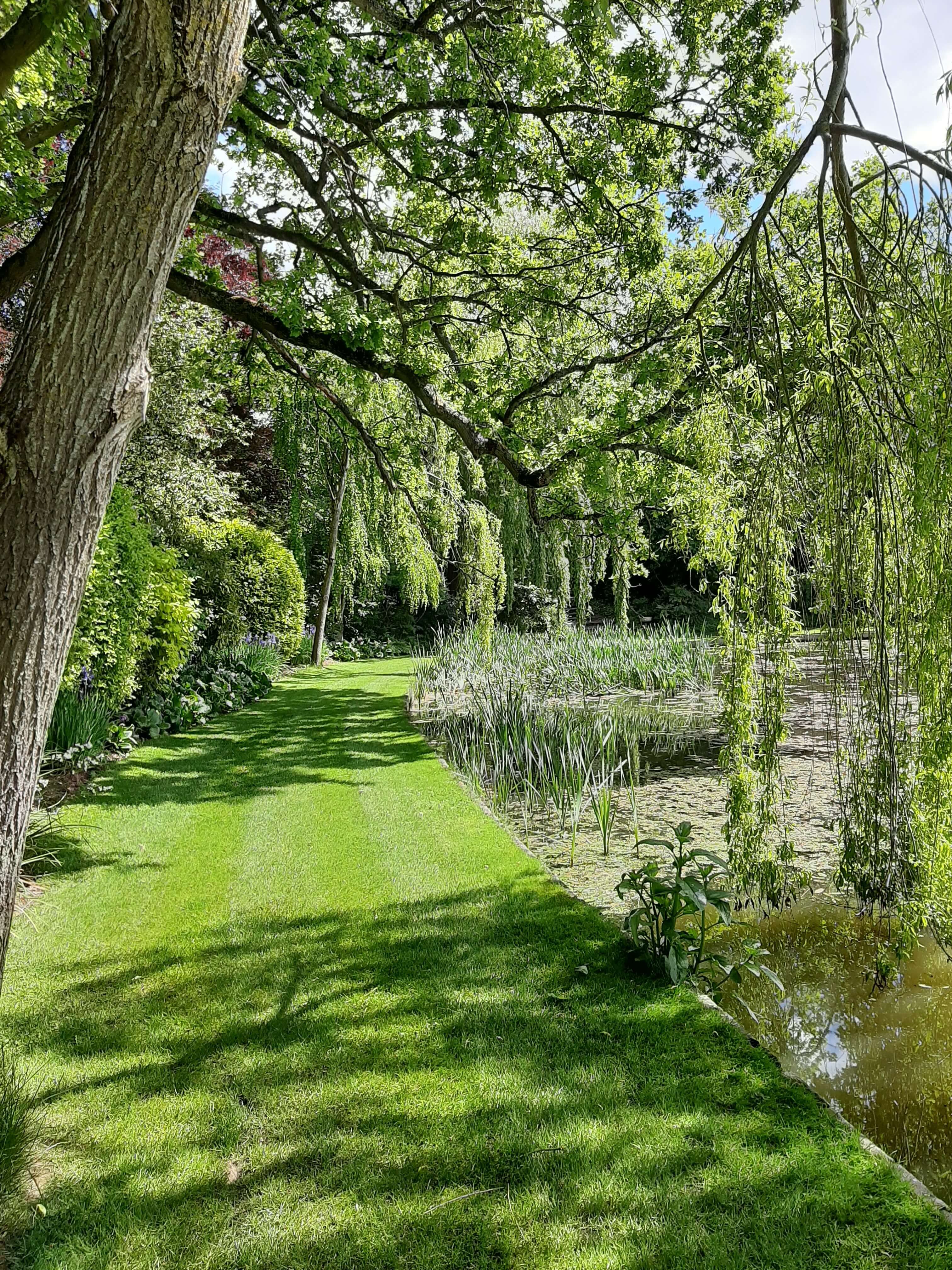 weeping-willow-path-pond