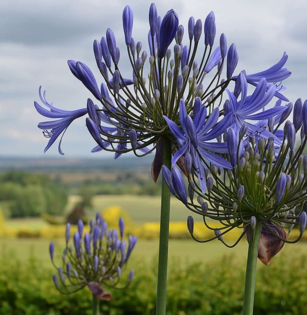 ascott-flowers-blog