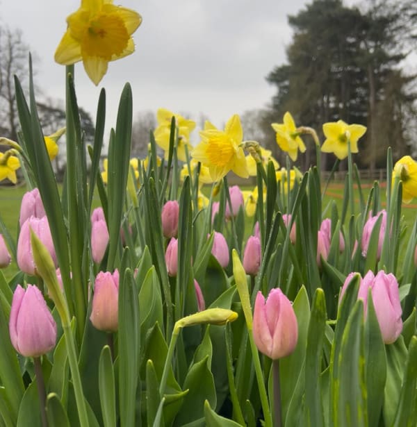 Easter flowers