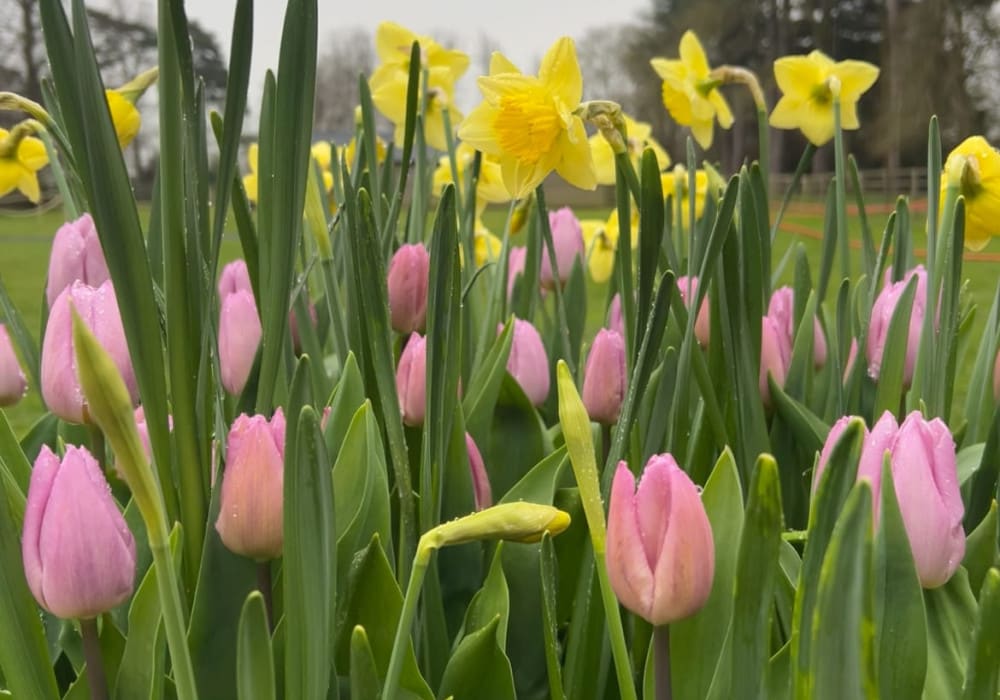 Easter flowers