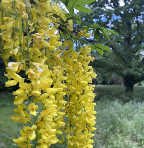 Laburnum 2