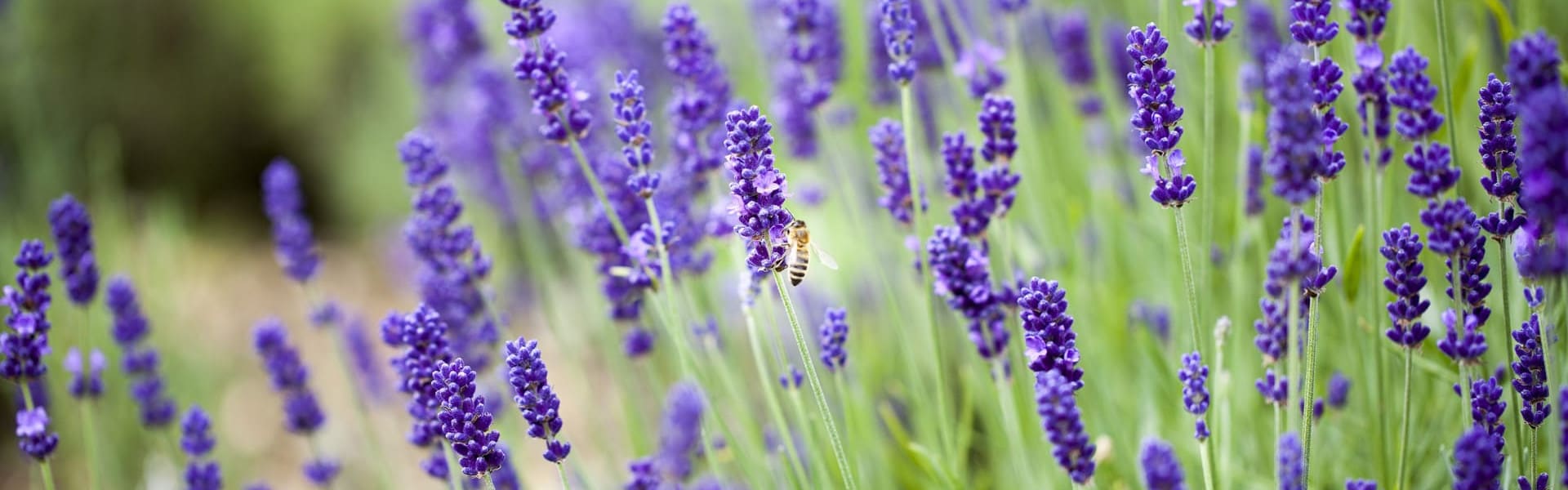 Lavendar 2