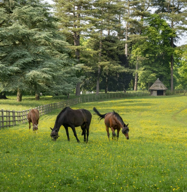 Horses in Gun Alley