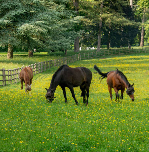 Horses-in-Gun-Alley