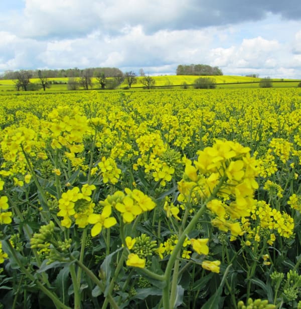 Rapeseed