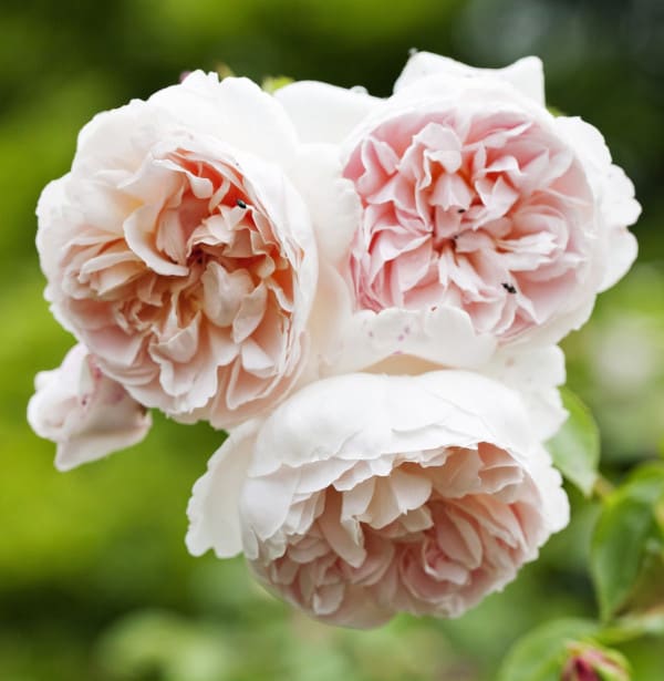 Roses 1
