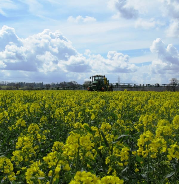 Rapeseed-spraying