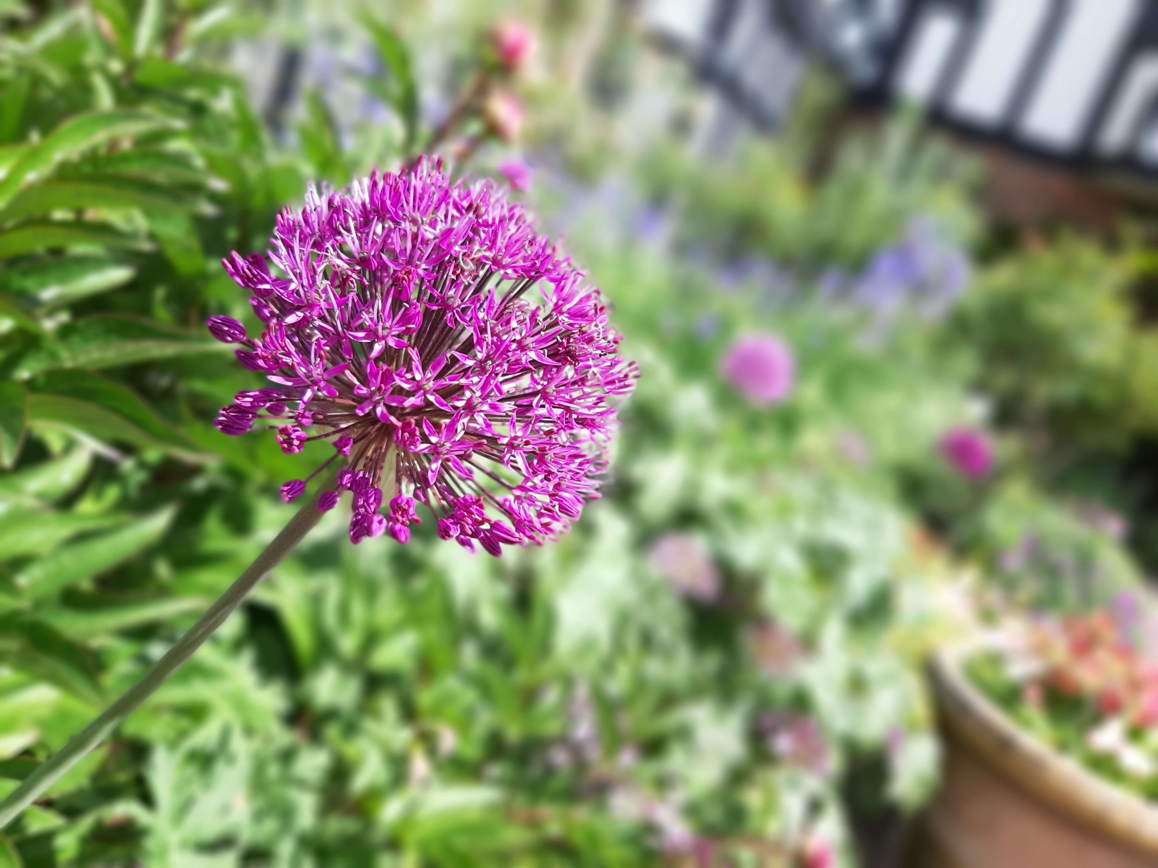 allium-flower