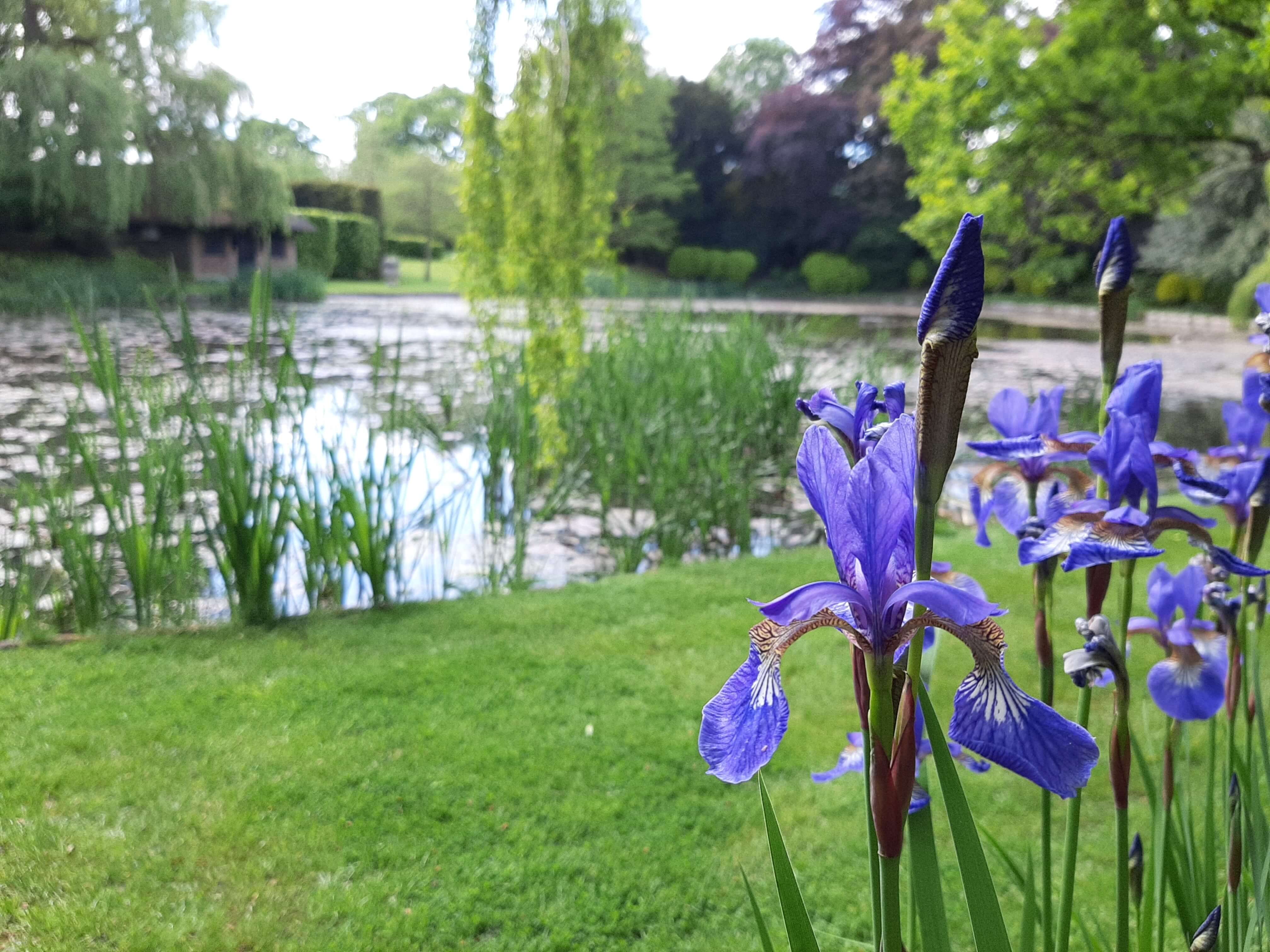 dutch-iris-flowers