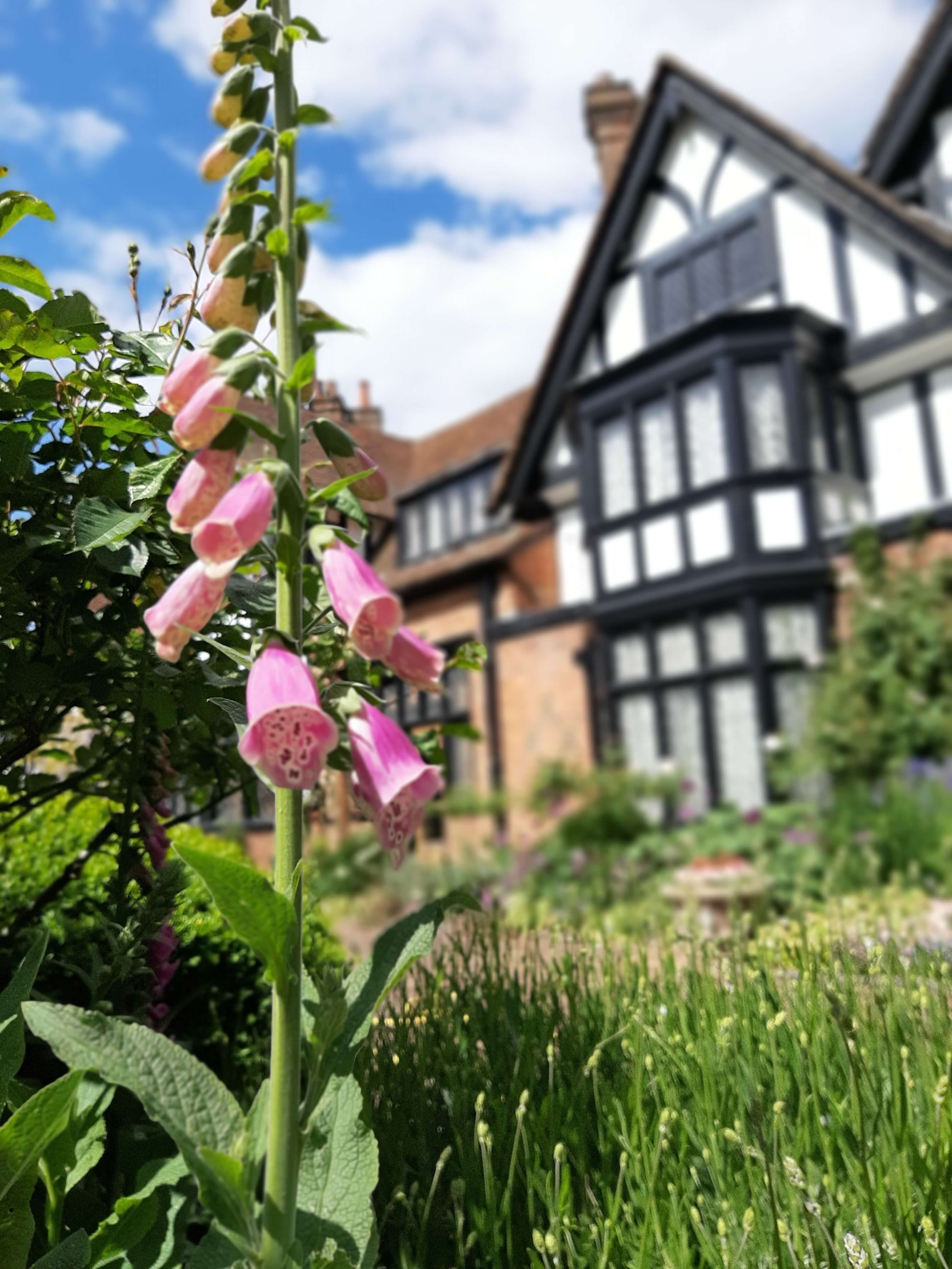 foxglove-flower